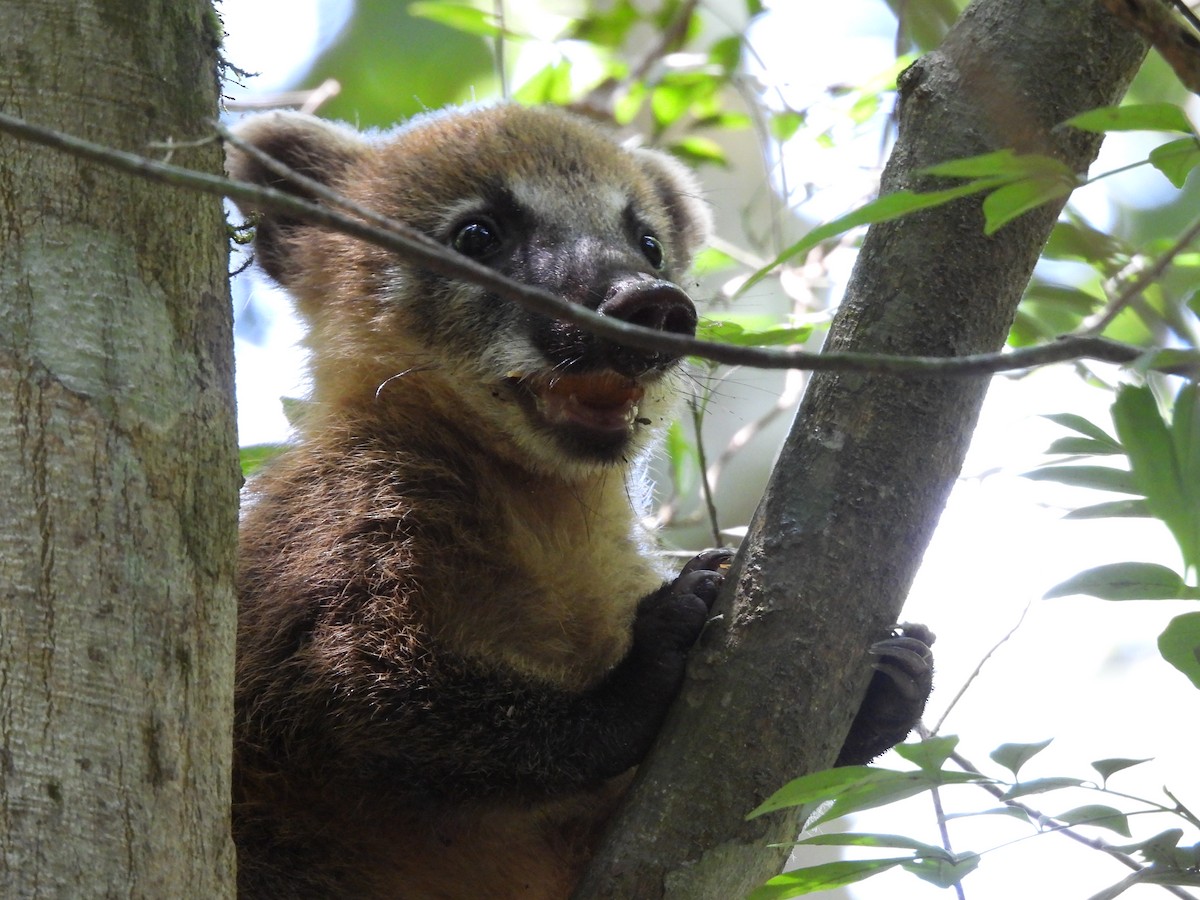 South American Coati - ML649952472