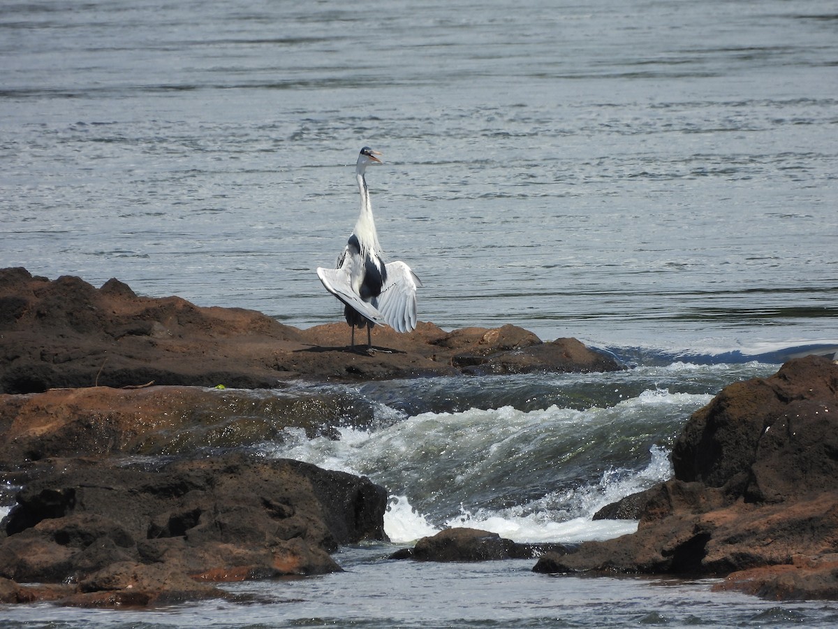 Cocoi Heron - ML649952506