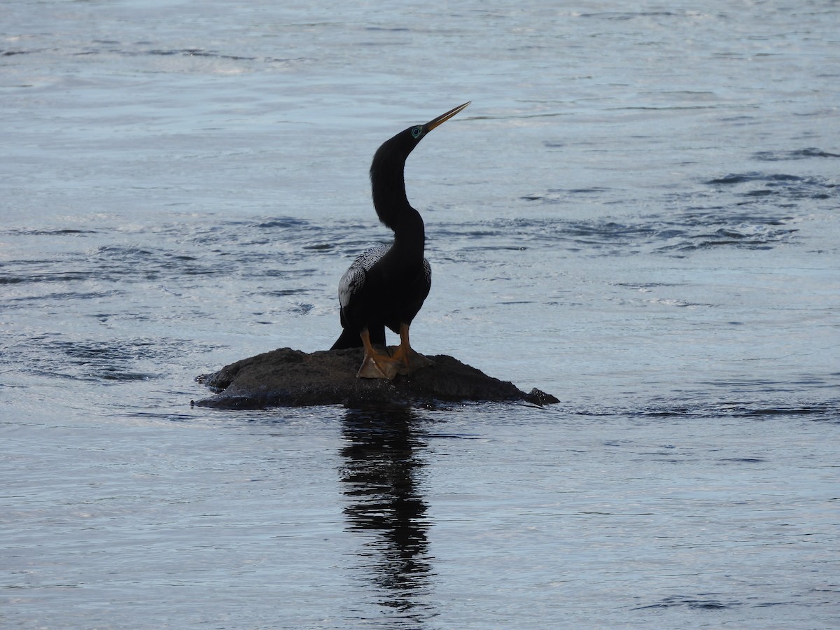 Anhinga - ML649952511
