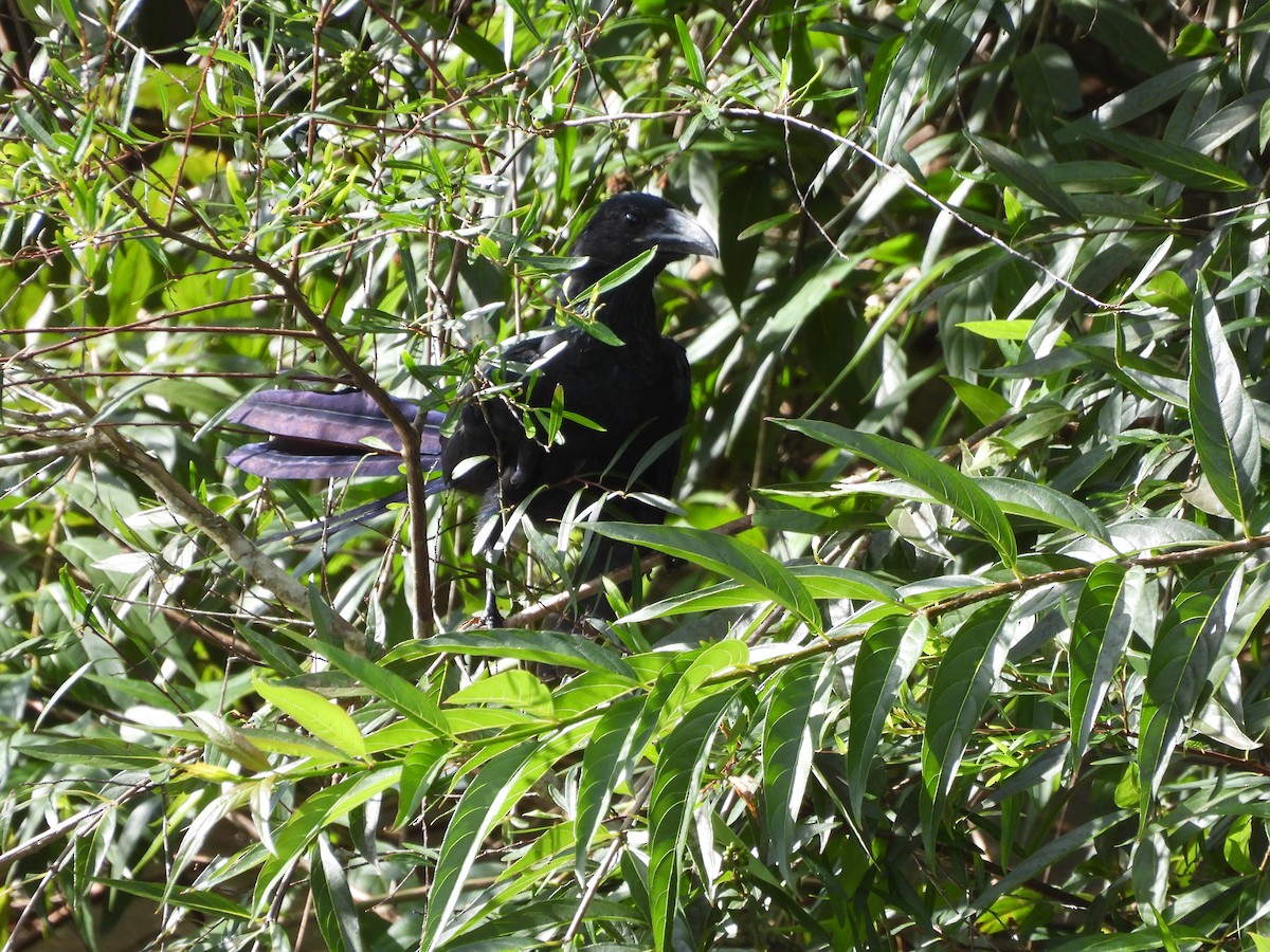 Greater Ani - ML649952531