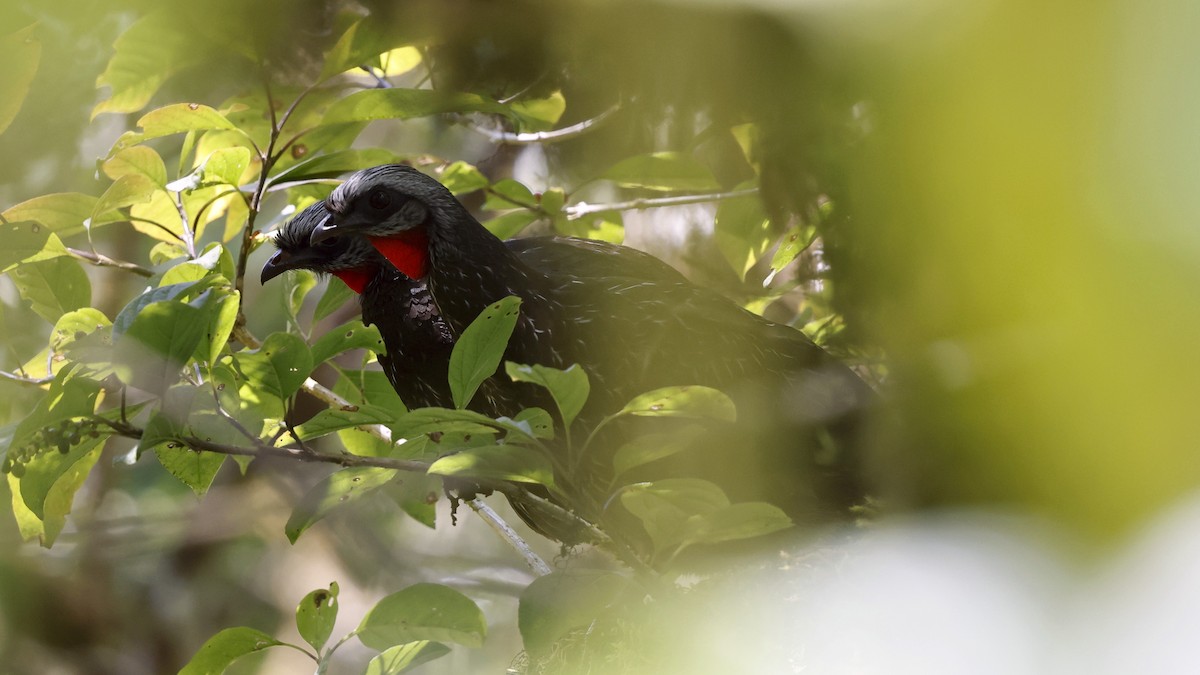 Andenguan - ML649952627