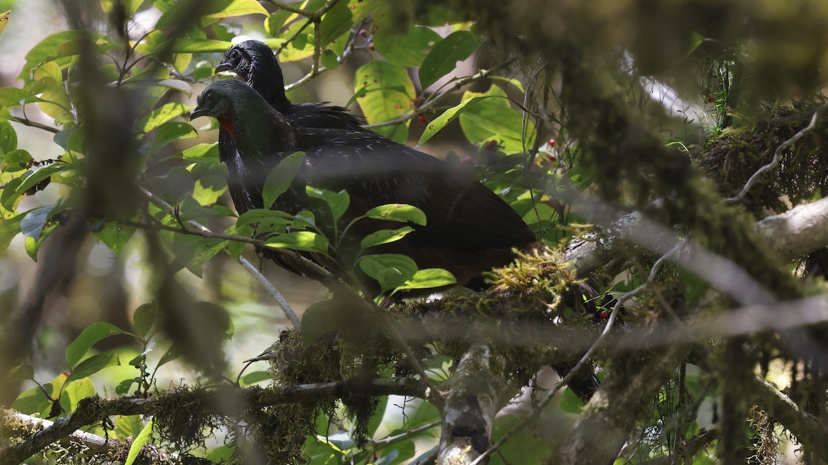 Andenguan - ML649952629