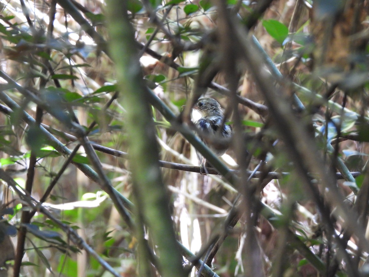 Southern Antpipit - ML649952886