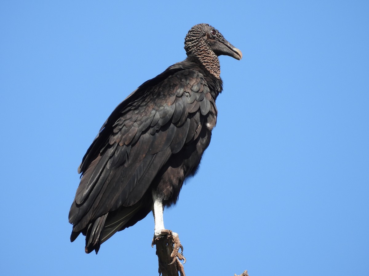 Black Vulture - ML649952916