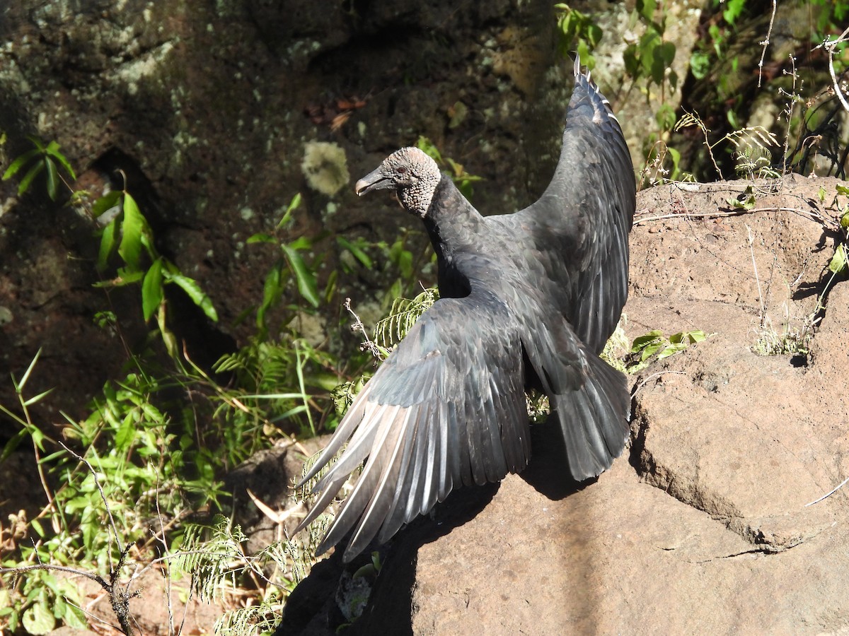 Black Vulture - ML649952922