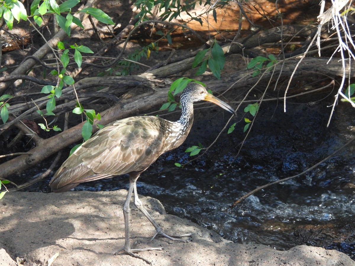 Limpkin - ML649952927