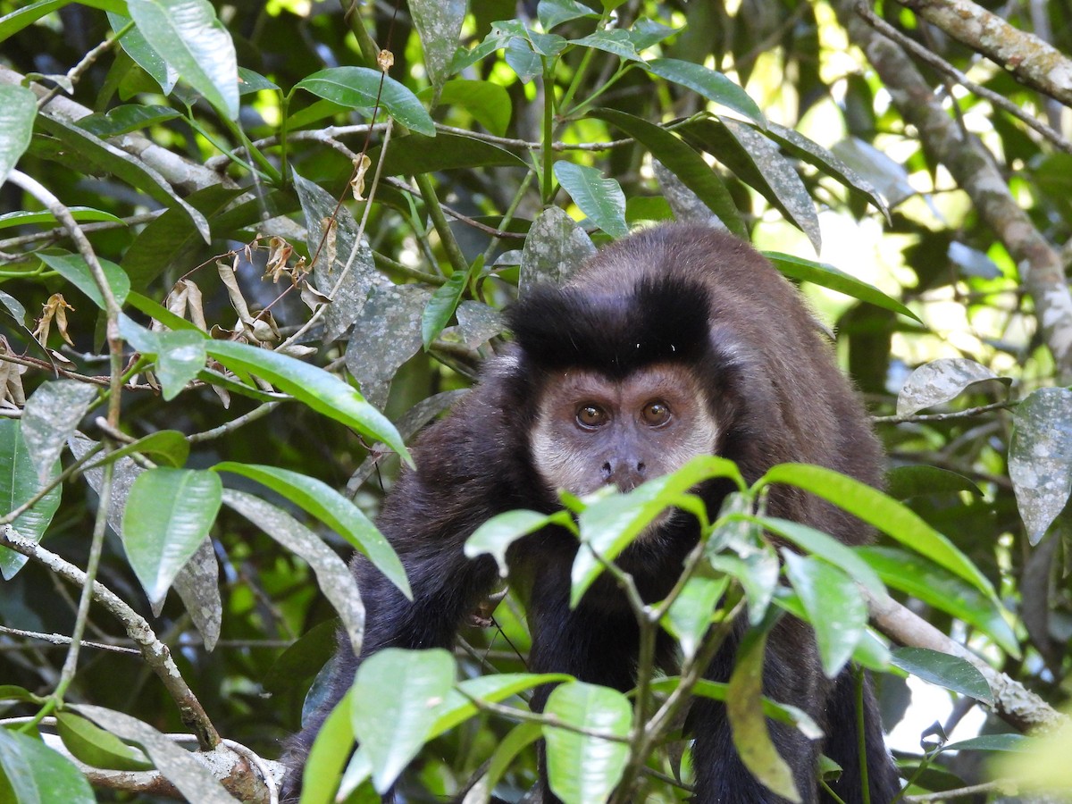 Mammals - ML649952939