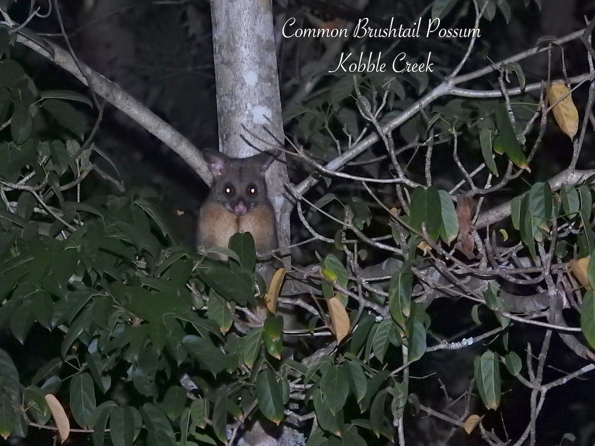 Common Brushtail Possum - ML649953125