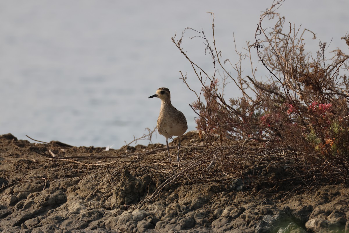 Chorlito Dorado Siberiano - ML649953785
