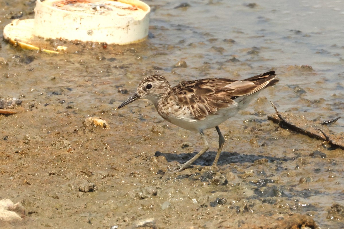 Correlimos Dedilargo - ML649953789