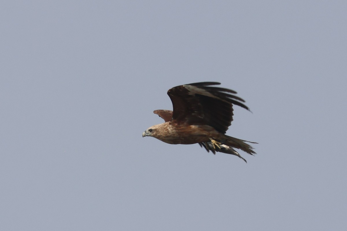 Milano Brahmán - ML649953799