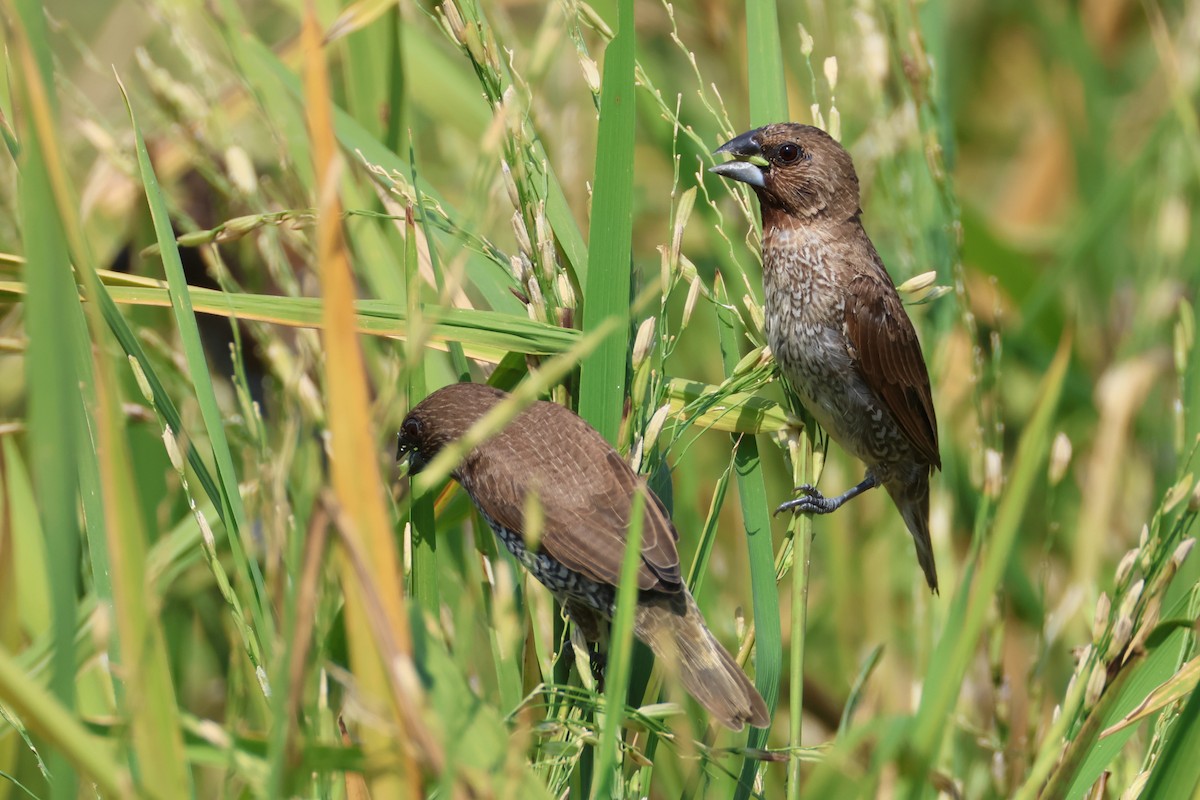 Capuchino Punteado - ML649953810