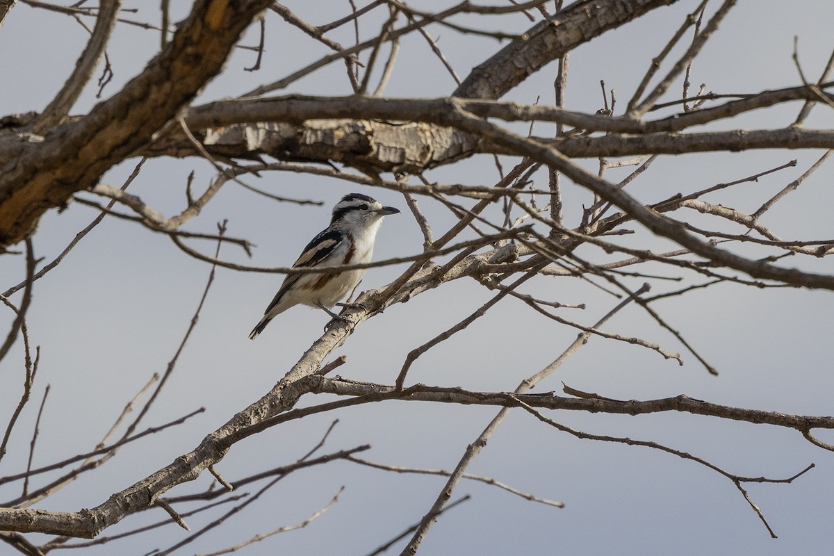 Brubru - ML649953819