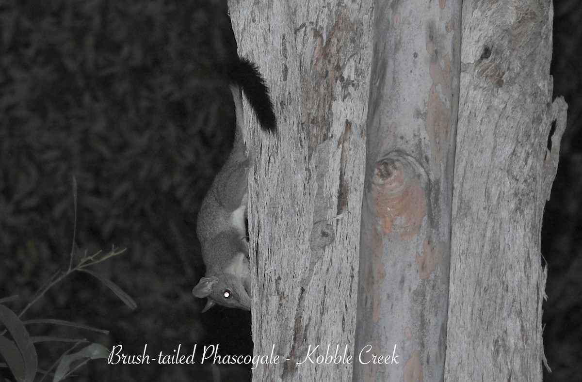 Brush-tailed Phascogale - ML649953981