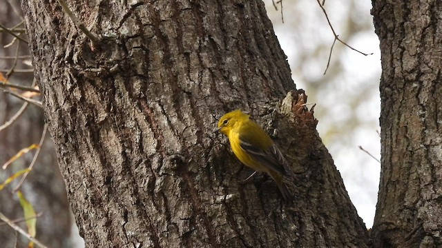 Kiefernwaldsänger - ML649954587