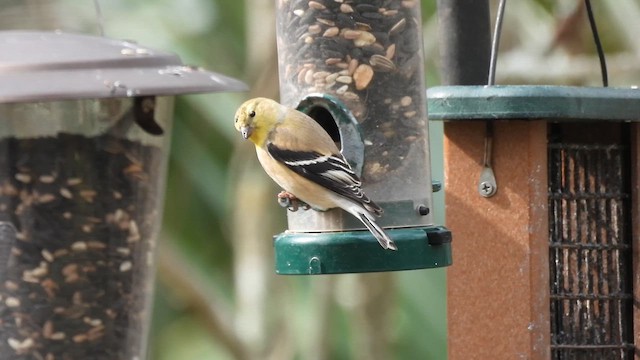 Goldzeisig - ML649954654