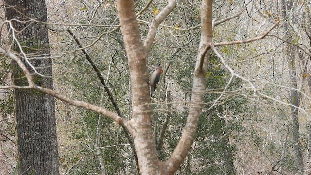 Red-bellied Woodpecker - ML649954689