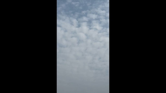 Oriental Stork - ML649954731