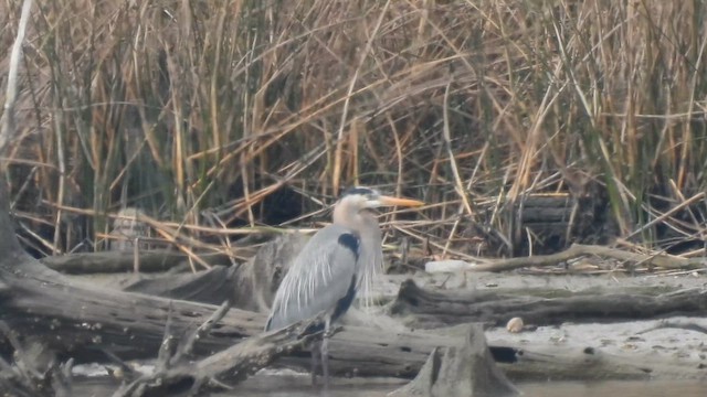 Great Blue Heron - ML649954886
