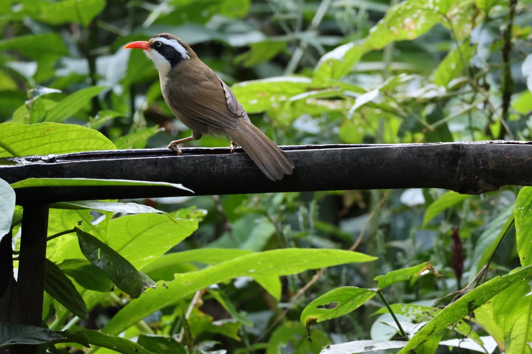 Силамбан буроголовий - ML649955132