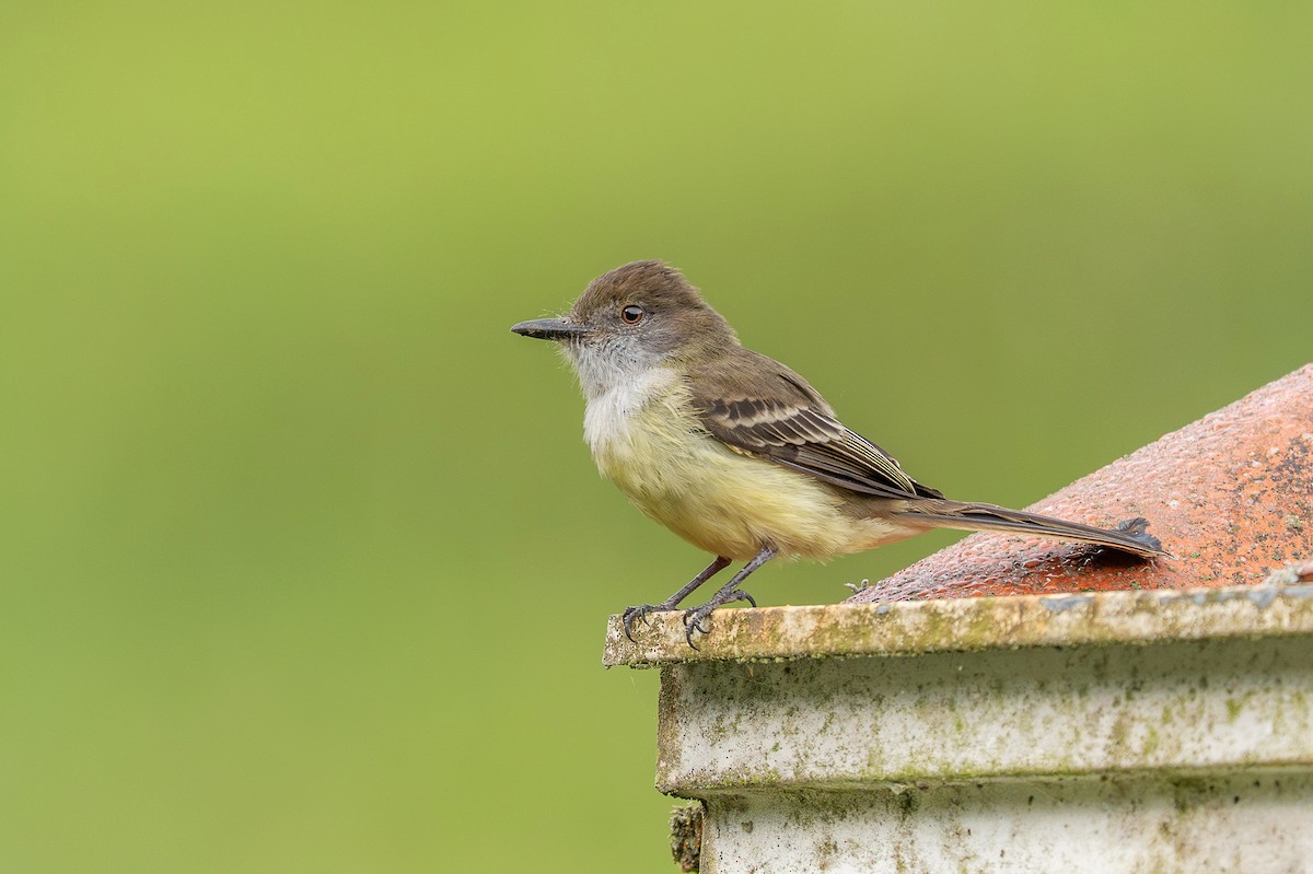 Pale-edged Flycatcher - ML649955950