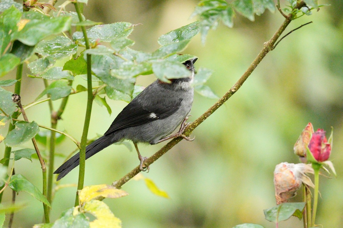 Northern Slaty Brushfinch - ML649955980
