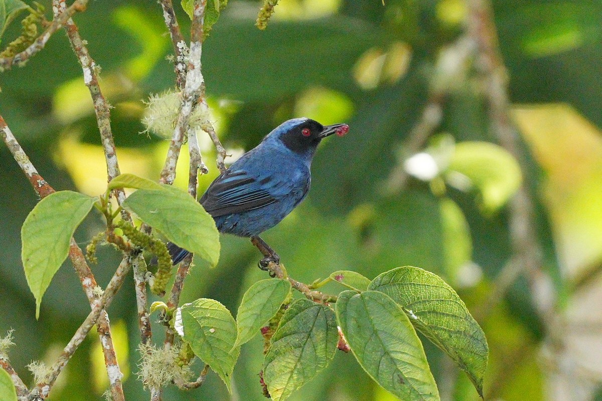 Masked Flowerpiercer - ML649955995