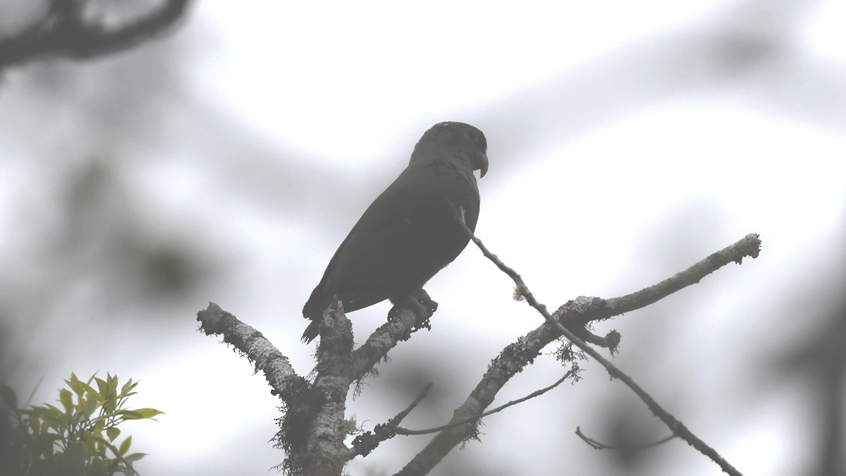 Dunenkopfpapagei - ML649956492