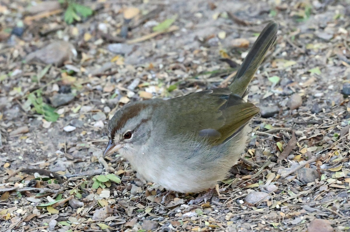 olivenspurv - ML649956856