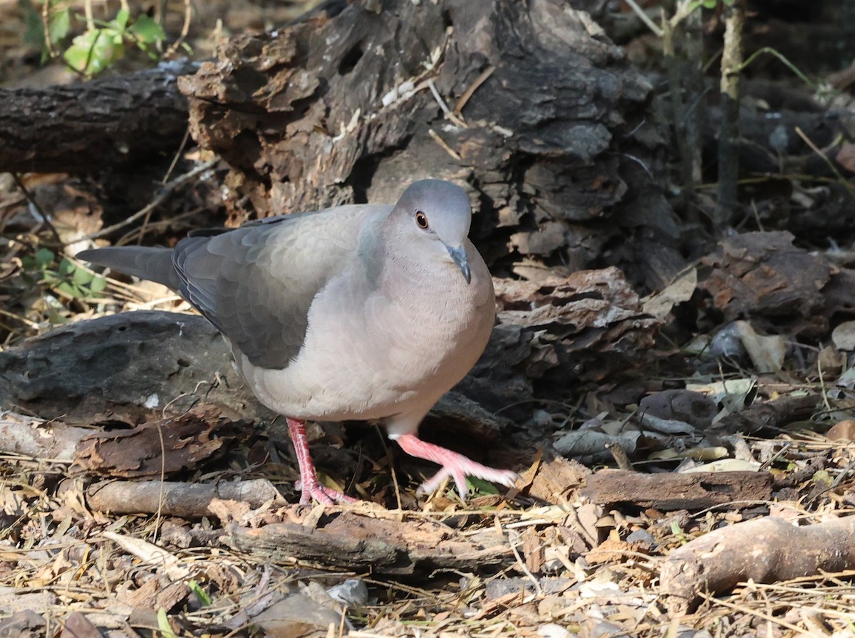 krattdue - ML649956859