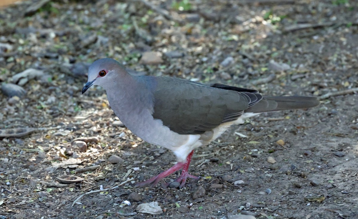 krattdue - ML649956860