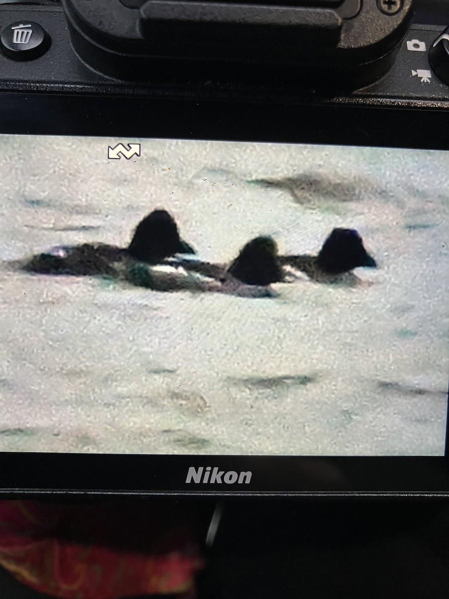 Garrot à oeil d'or - ML649957416