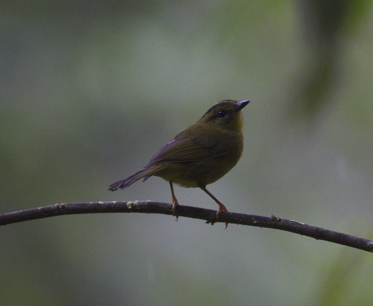 Chocówaldsänger - ML649957547