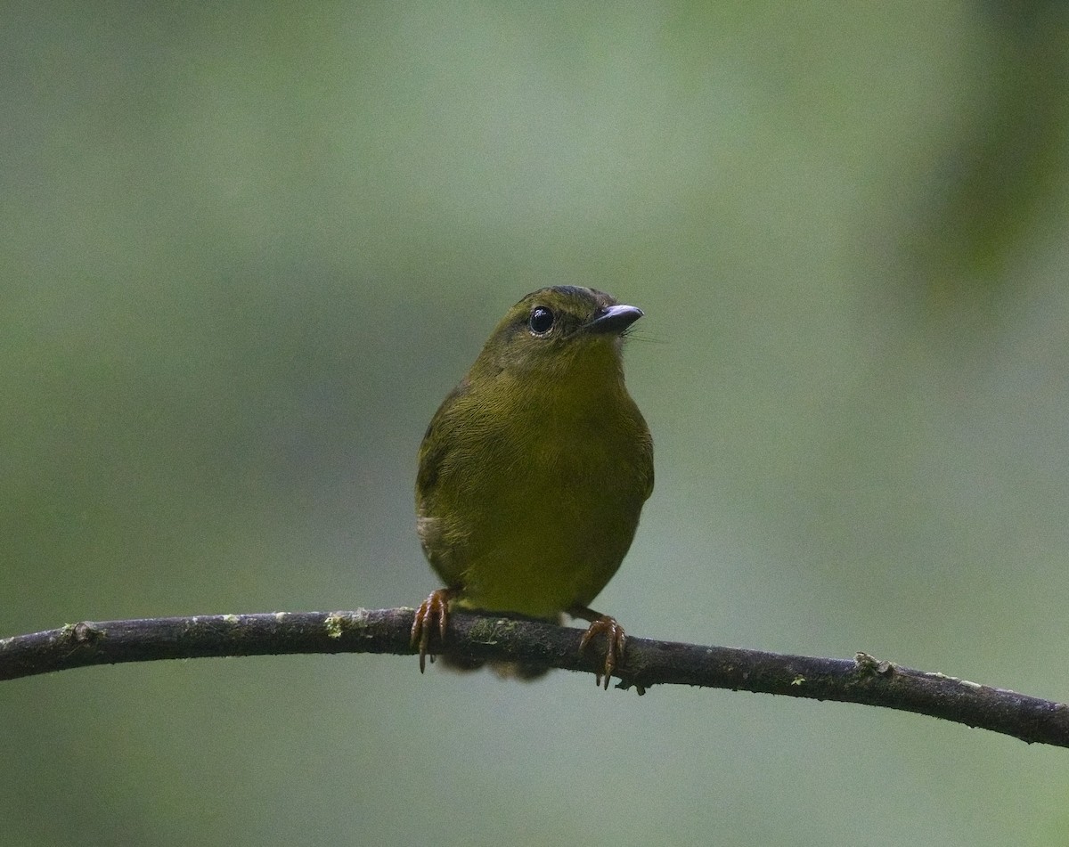 Chocówaldsänger - ML649957548