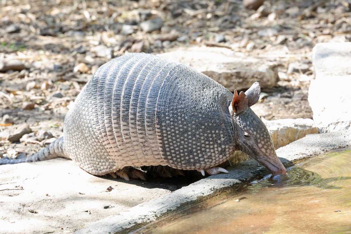 Nine-banded Armadillo - ML649957966