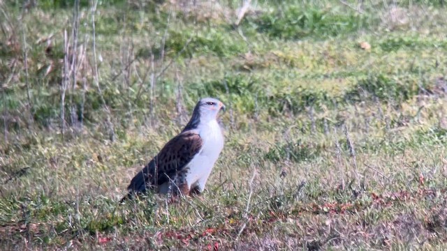 Ferruginous Hawk - ML649958018