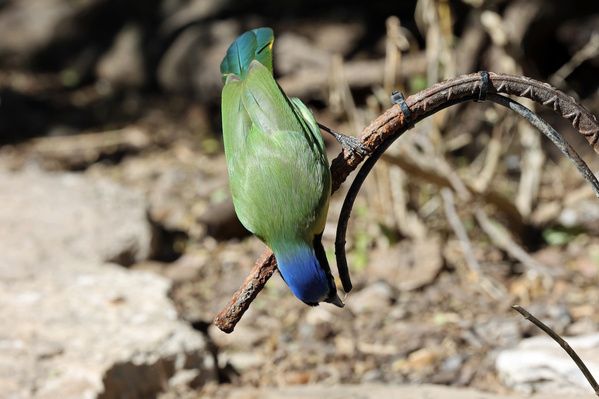 inkaskrike - ML649958045