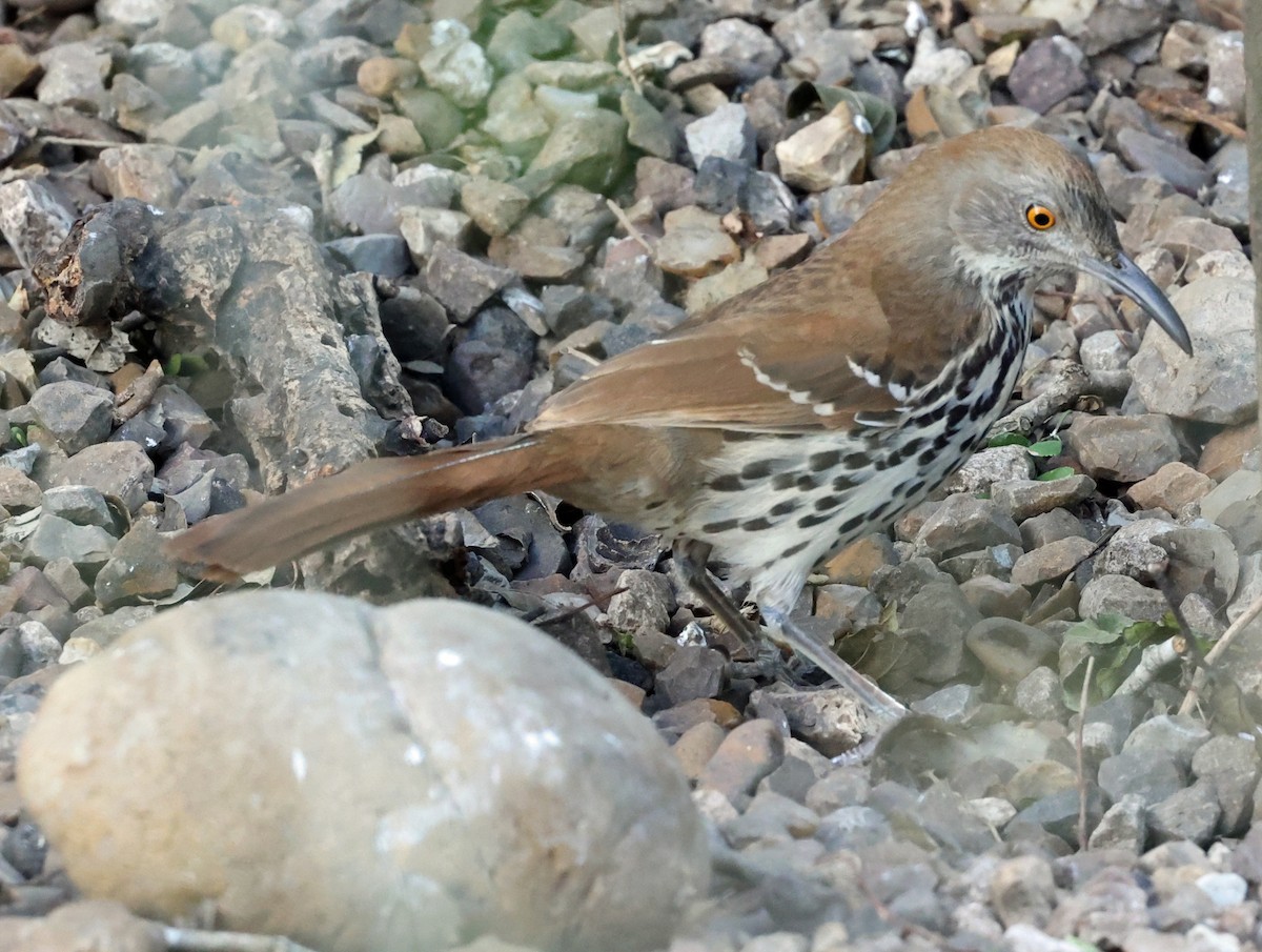 langnebbspottefugl - ML649958049