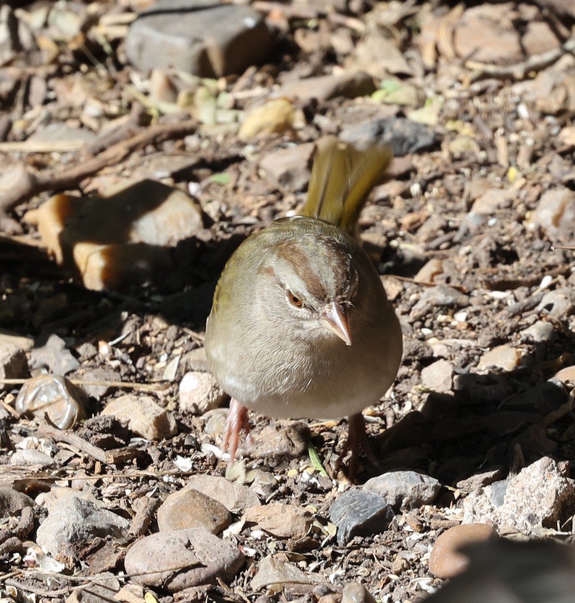 olivenspurv - ML649958051