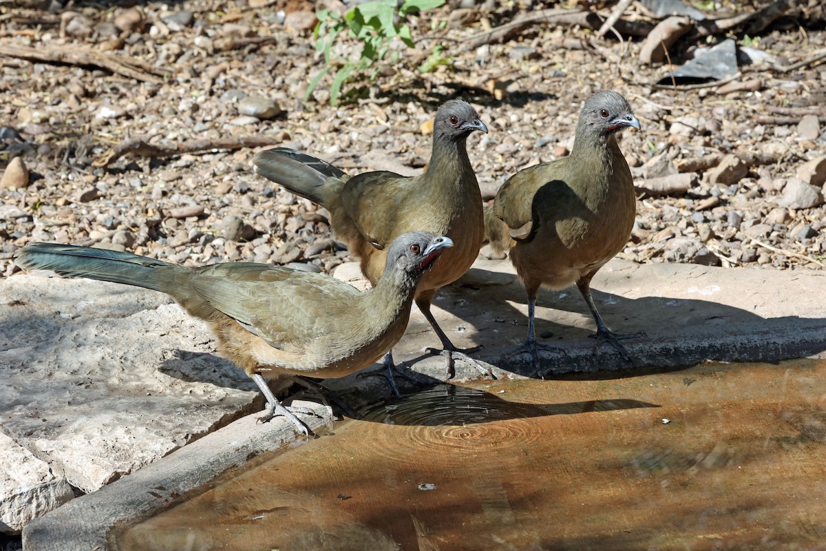 kratthokko - ML649958054