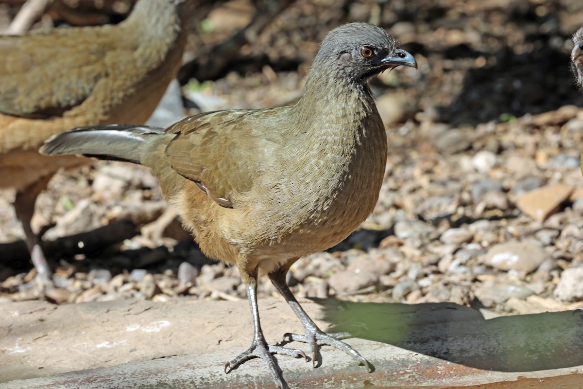 kratthokko - ML649958056