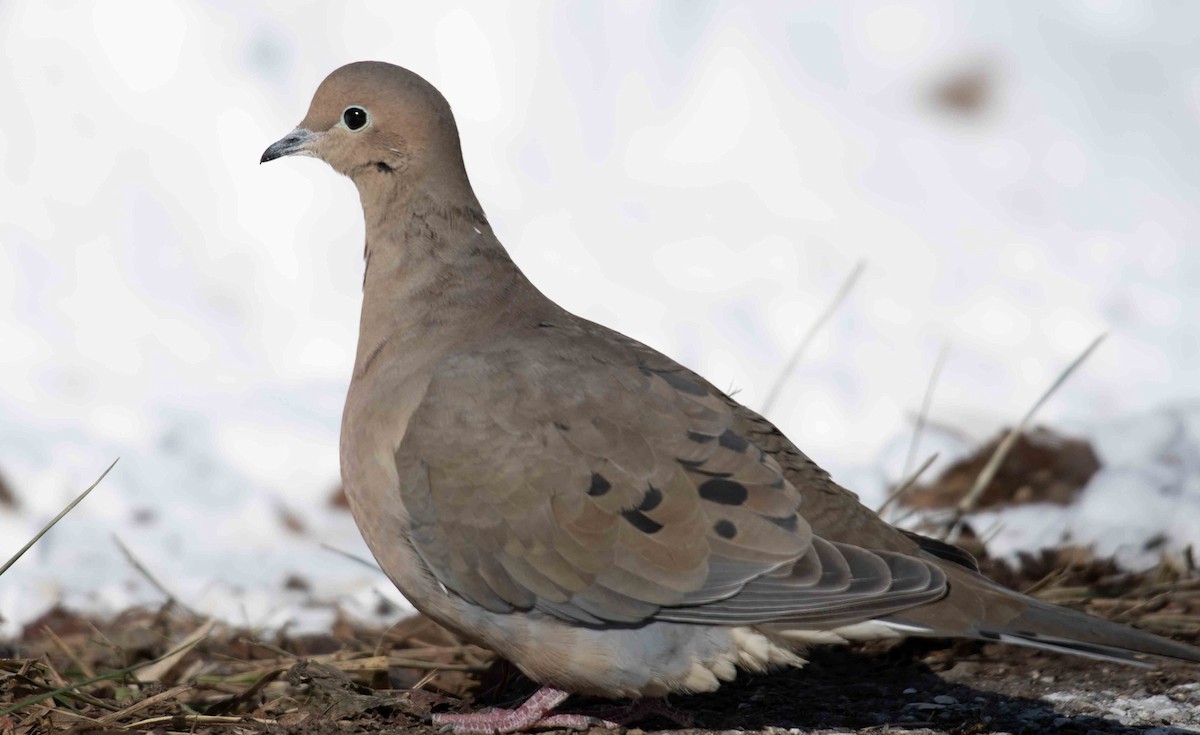 Mourning Dove - ML649958605