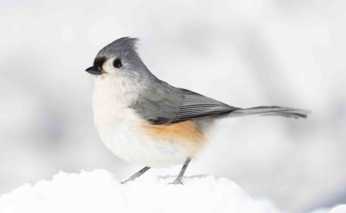 Tufted Titmouse - ML649958608
