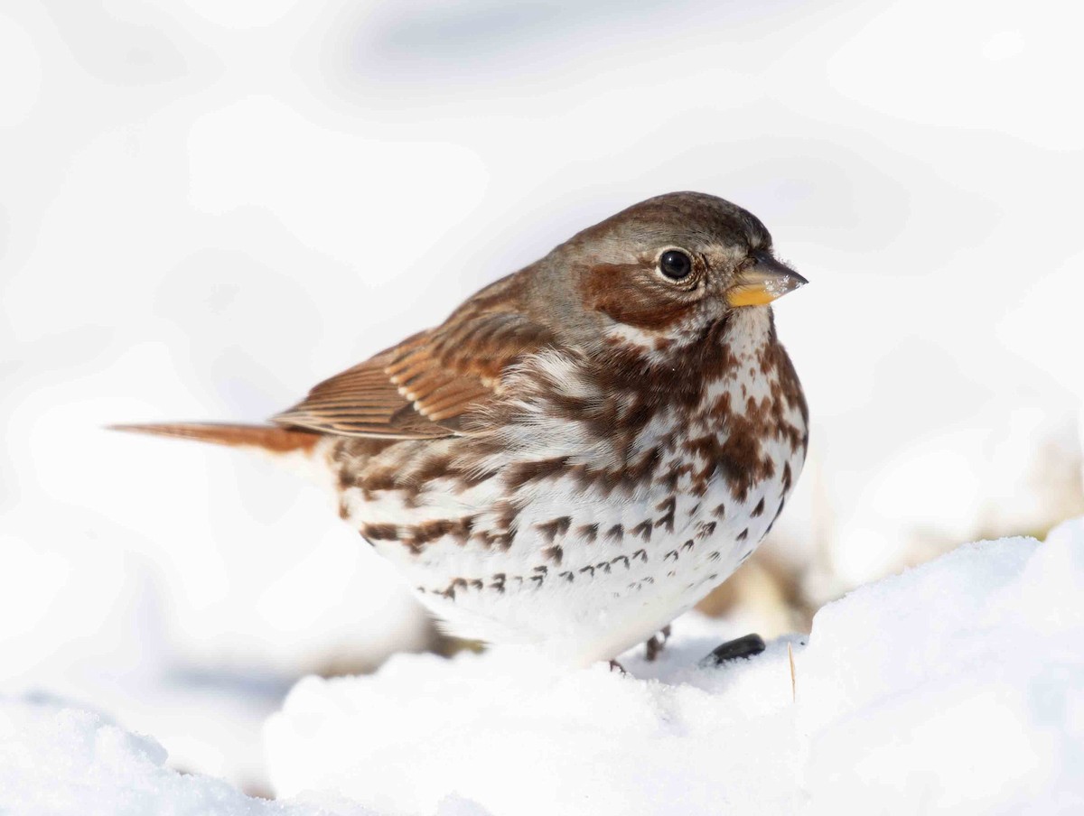 Fox Sparrow - ML649958618