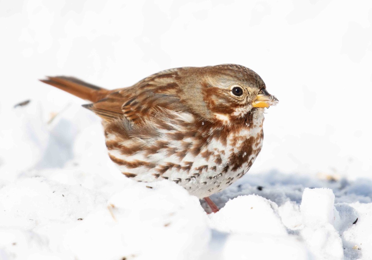 Fox Sparrow - ML649958619