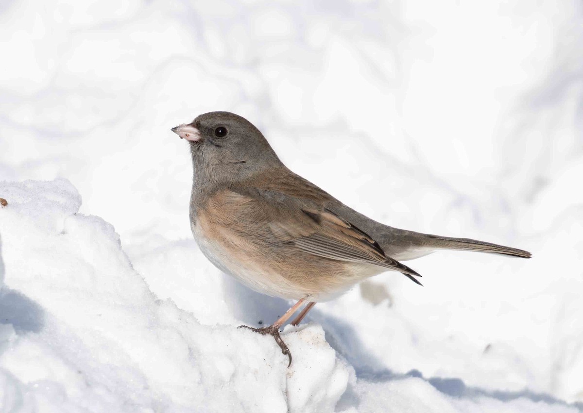 Dark-eyed Junco - ML649958628
