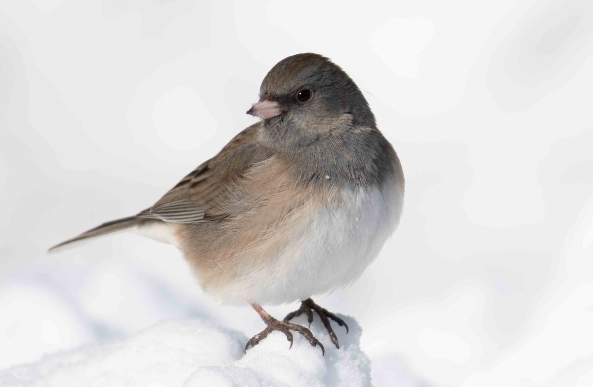 Dark-eyed Junco - ML649958629