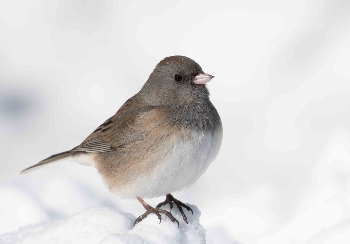 Dark-eyed Junco - ML649958630