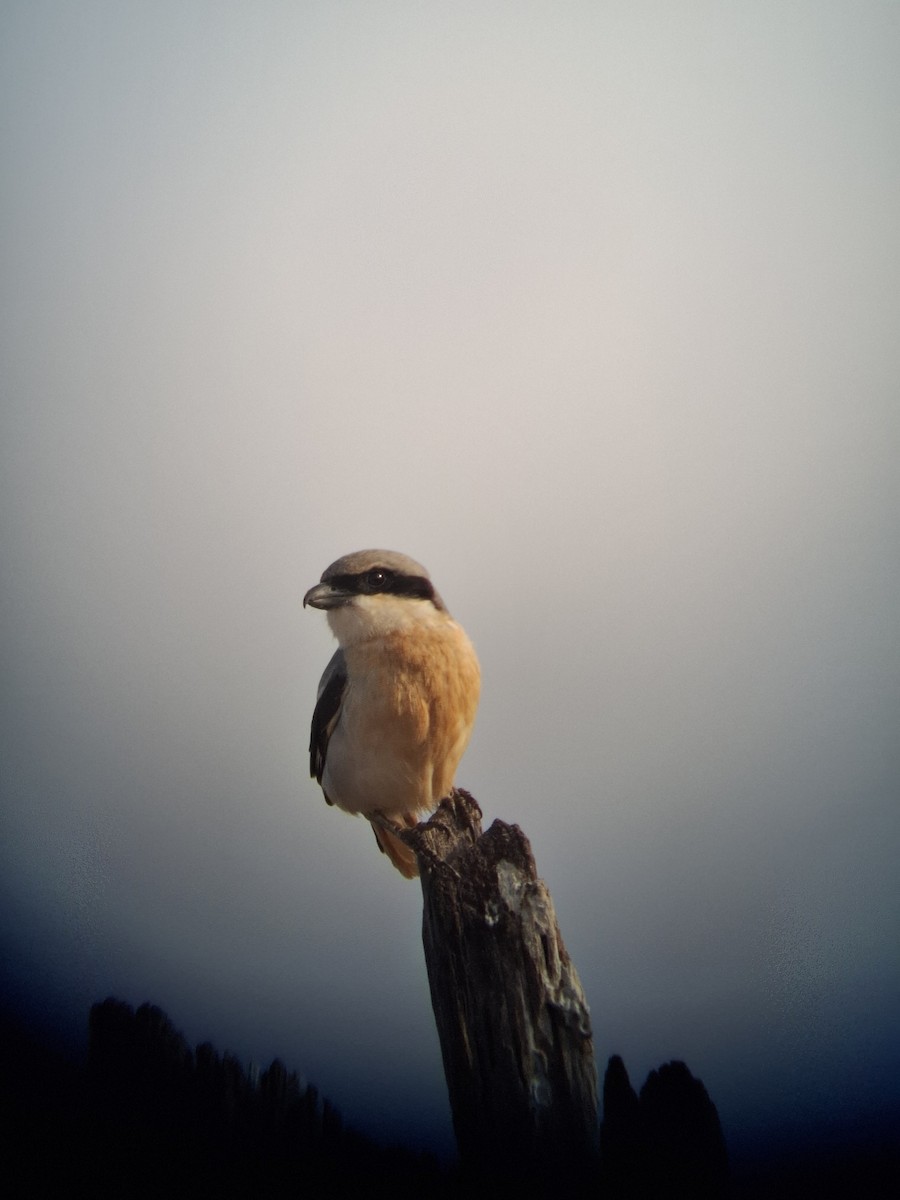 Büyük Örümcekkuşu - ML649958643