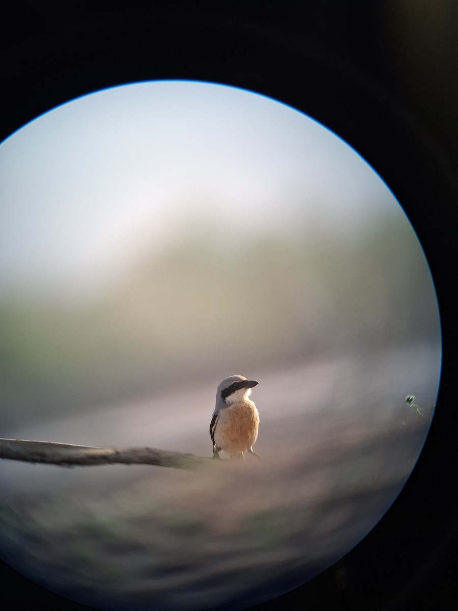 Büyük Örümcekkuşu - ML649958644